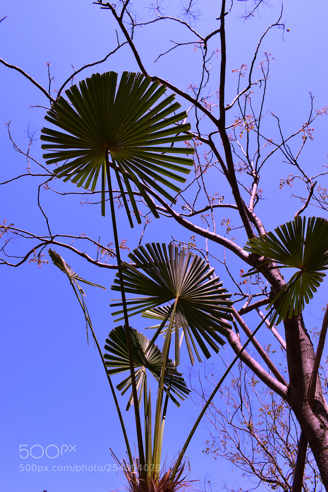 Nikon D5300 sample photo. Dsc photography