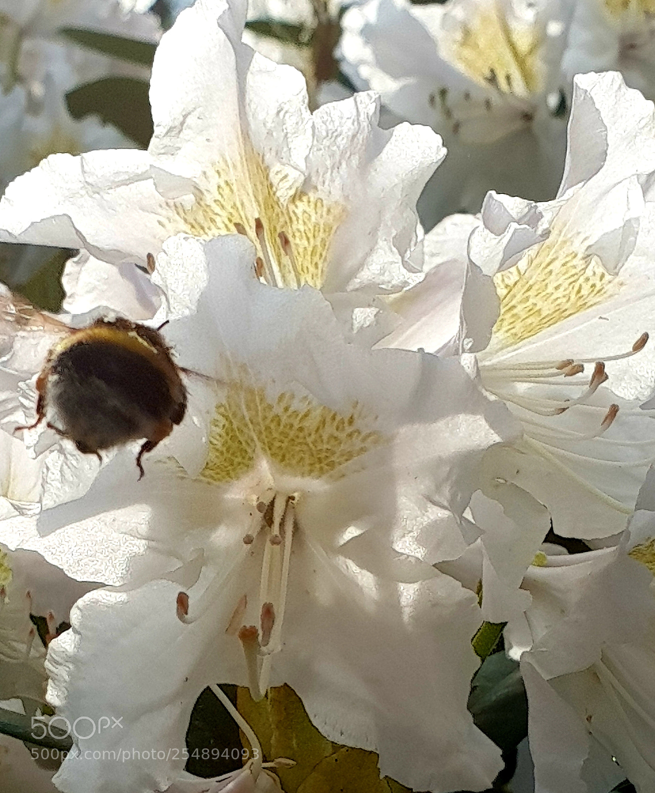 Samsung Galaxy S9+ sample photo. Untitled photography