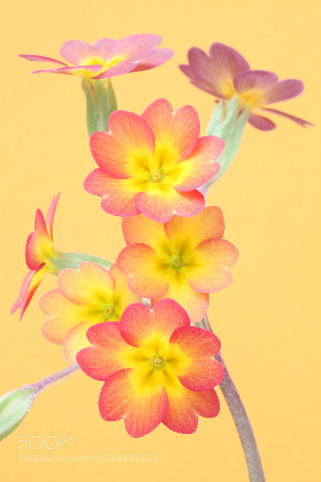 Canon EOS 5D Mark II sample photo. Primrose photography