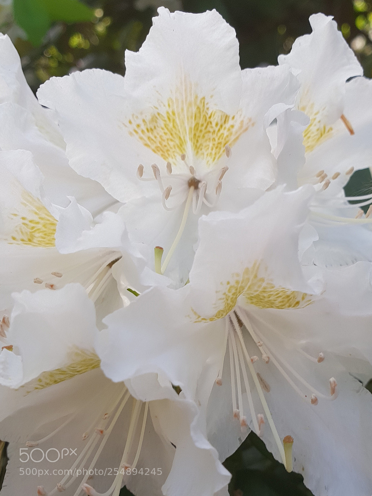 Samsung Galaxy S9+ sample photo. Untitled photography