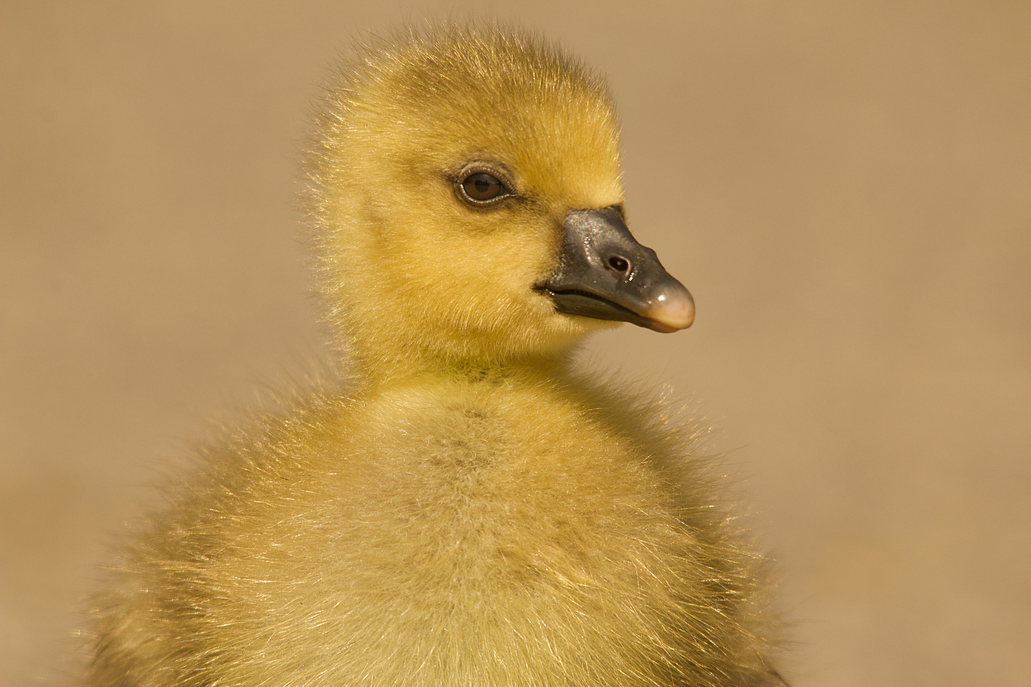 Canon EOS 70D + Sigma 150-500mm F5-6.3 DG OS HSM sample photo. Grey lag goose gosling photography