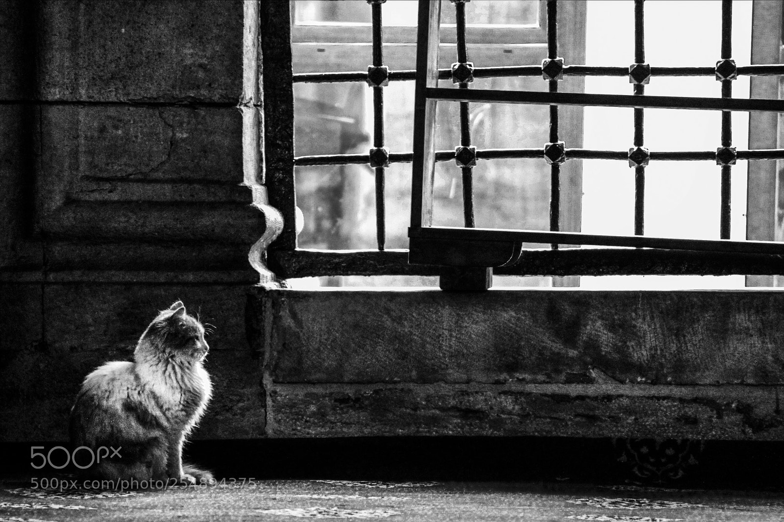 Canon EOS 50D sample photo. A cat in a photography