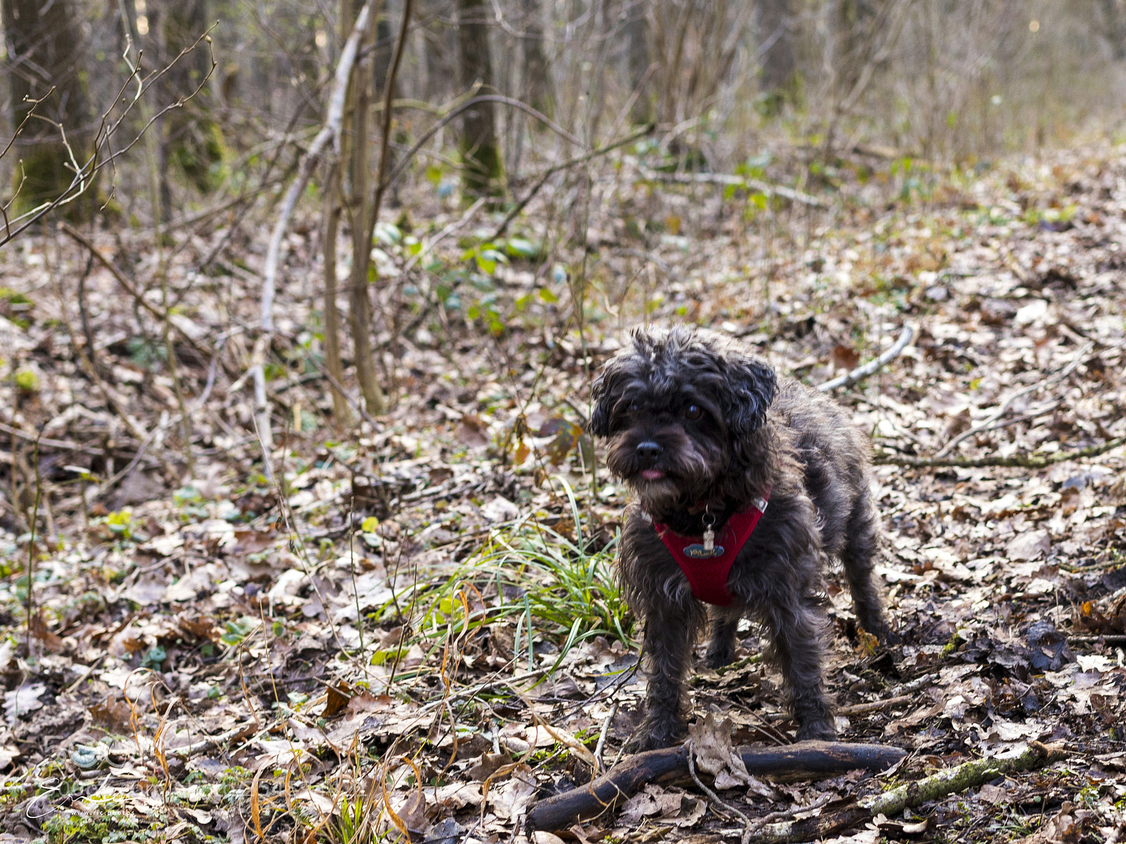 Canon EOS 6D Mark II sample photo. Maya à la foret photography