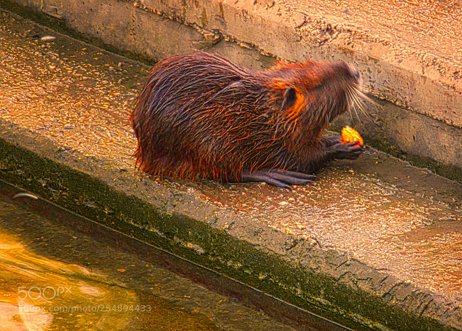 Nikon D90 sample photo. A mouse tastes his photography