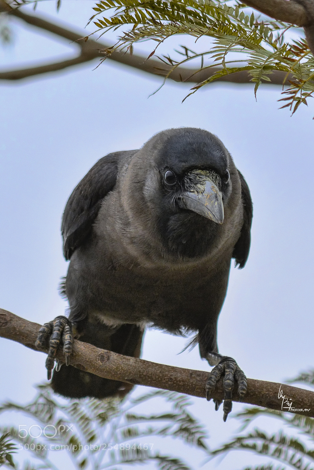 Nikon D5200 sample photo. Angry crow photography