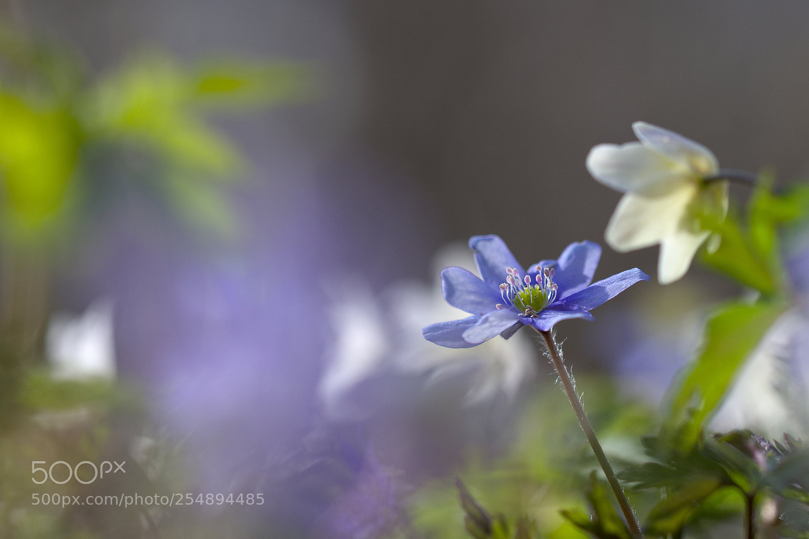 Nikon D7000 sample photo. Swedish spring. photography