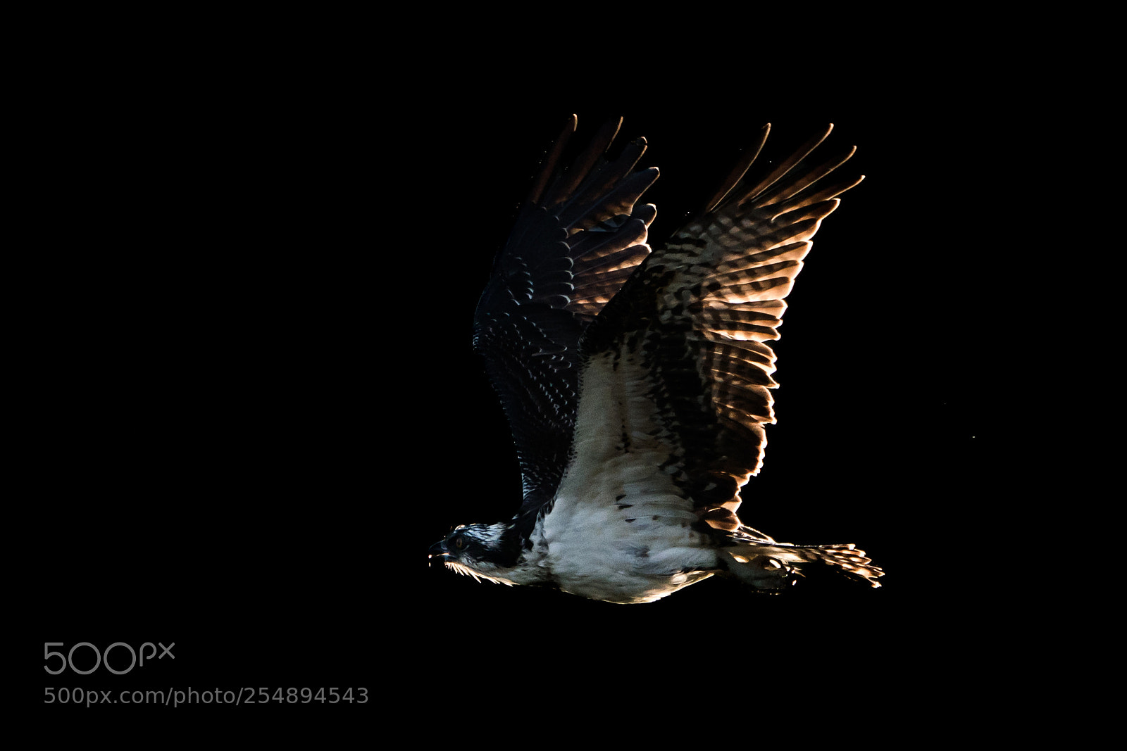 Sony a9 sample photo. Osprey in morning light photography
