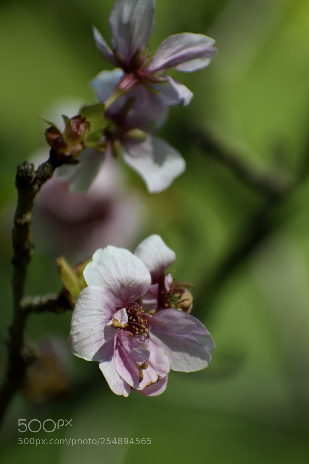 Nikon D3300 sample photo. Japanese cherry photography