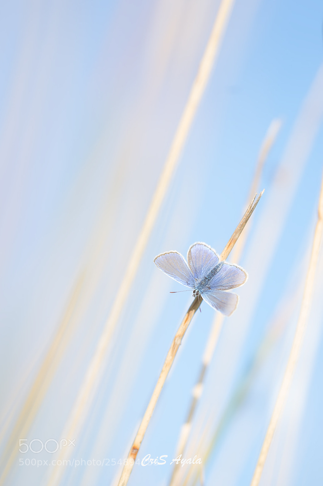 Nikon D4 sample photo. Loving blue photography