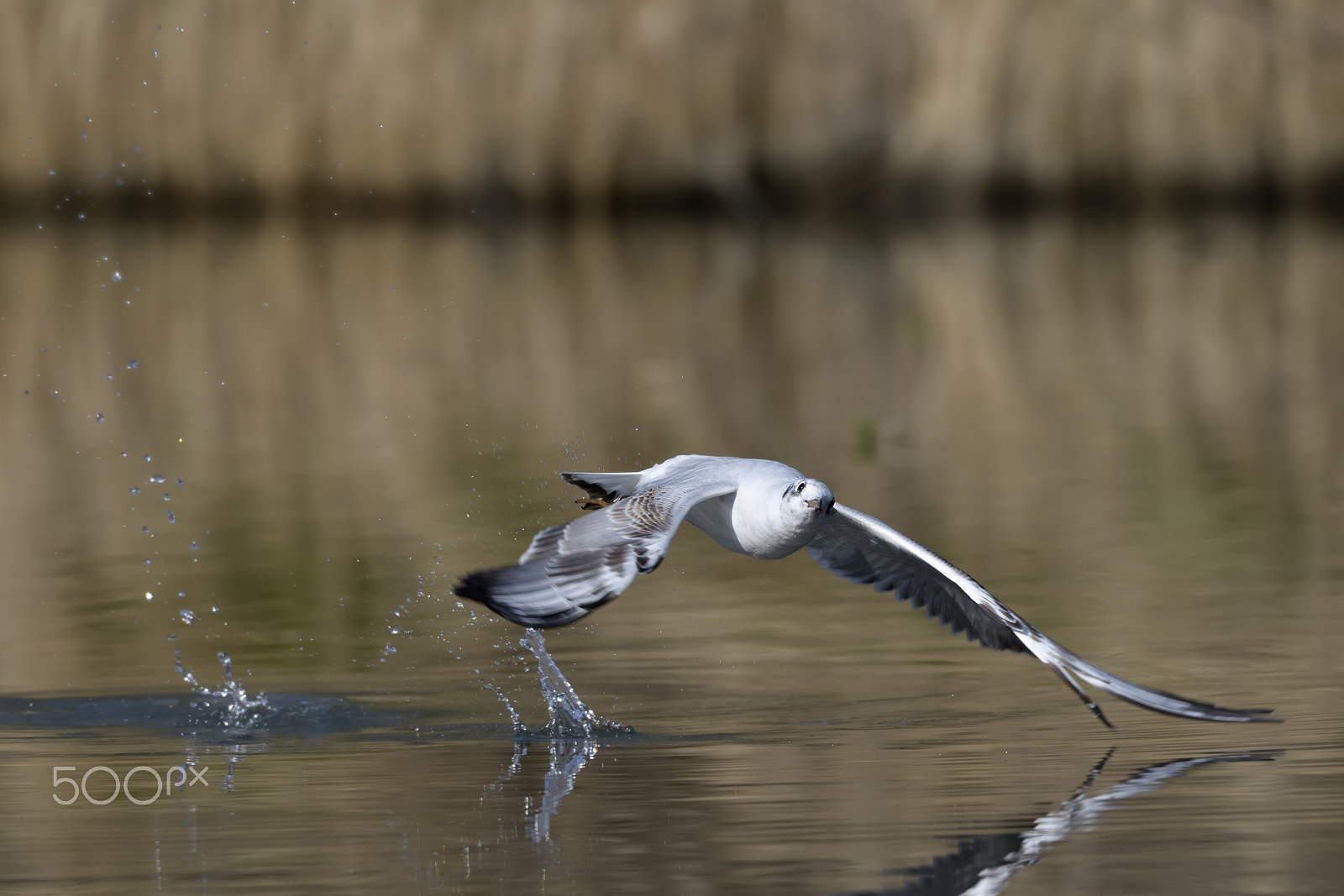 Nikon AF-S Nikkor 200-500mm F5.6E ED VR sample photo. Gull photography