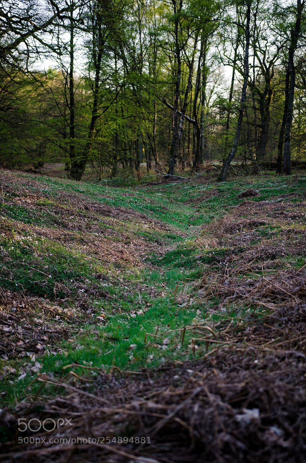 Nikon D7000 sample photo. Path through the forest photography
