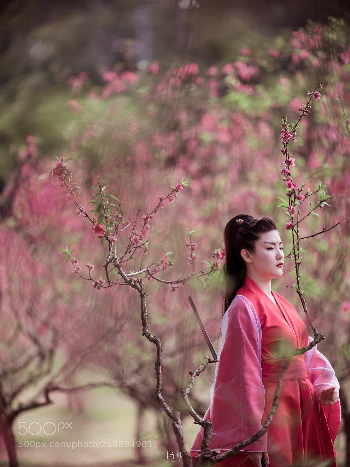 Fujifilm GFX 50S sample photo. 醉。桃花 photography