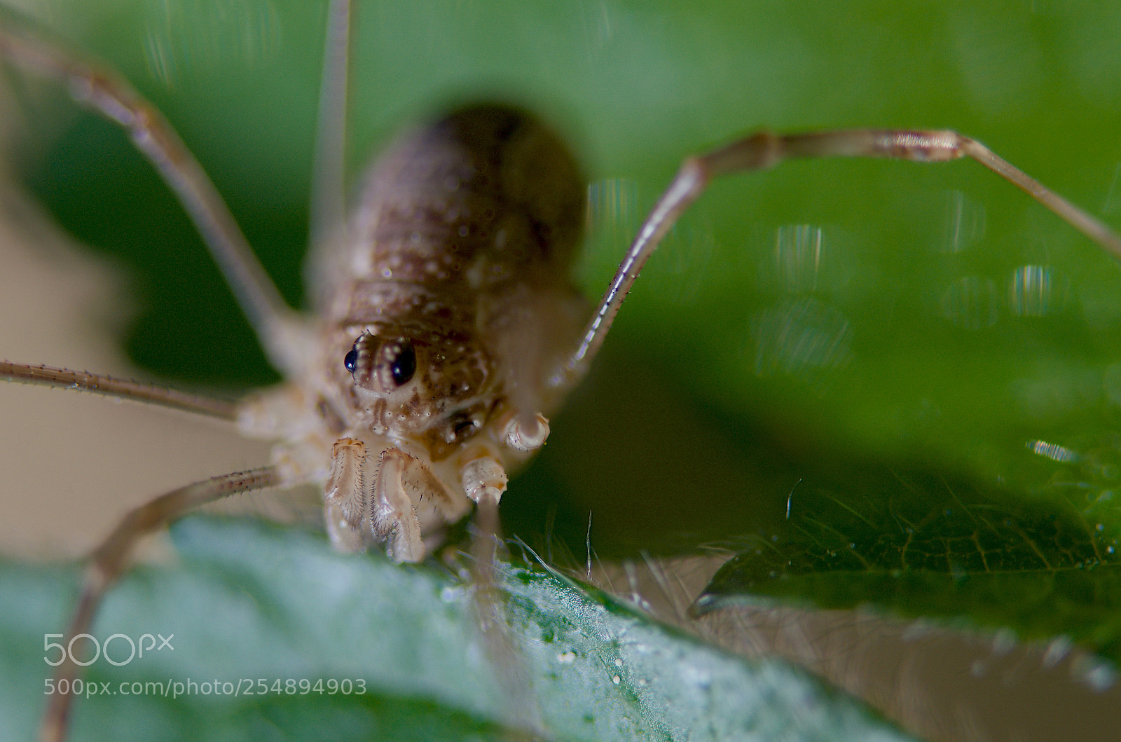 Nikon D7000 sample photo. Spider photography