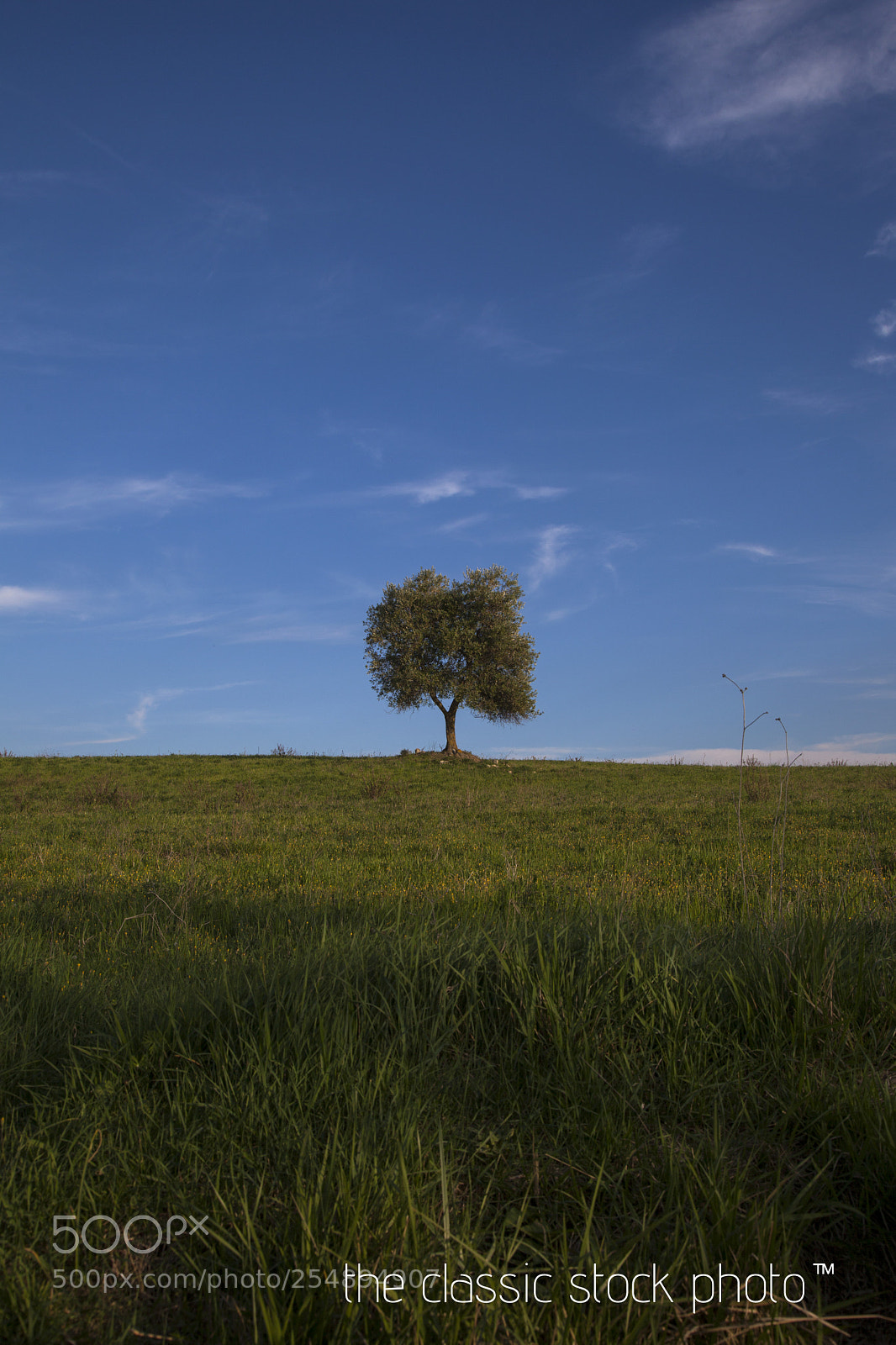 Canon EOS 5D Mark II sample photo. Classic stock photo photography
