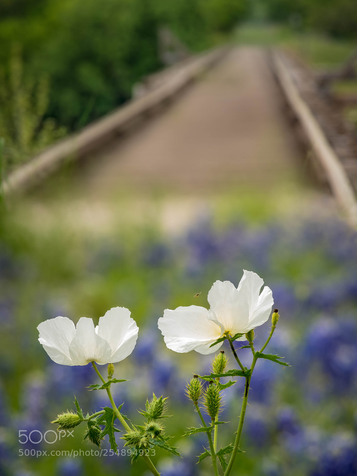Sony a7R III sample photo. White poppies on a photography