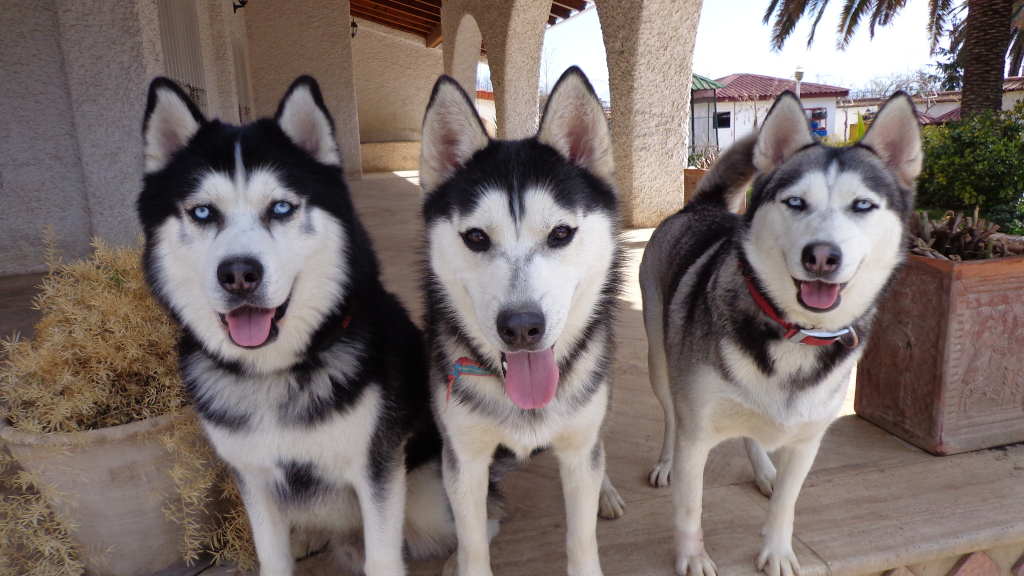 Sony DSC-W630 sample photo. My dogs2 photography