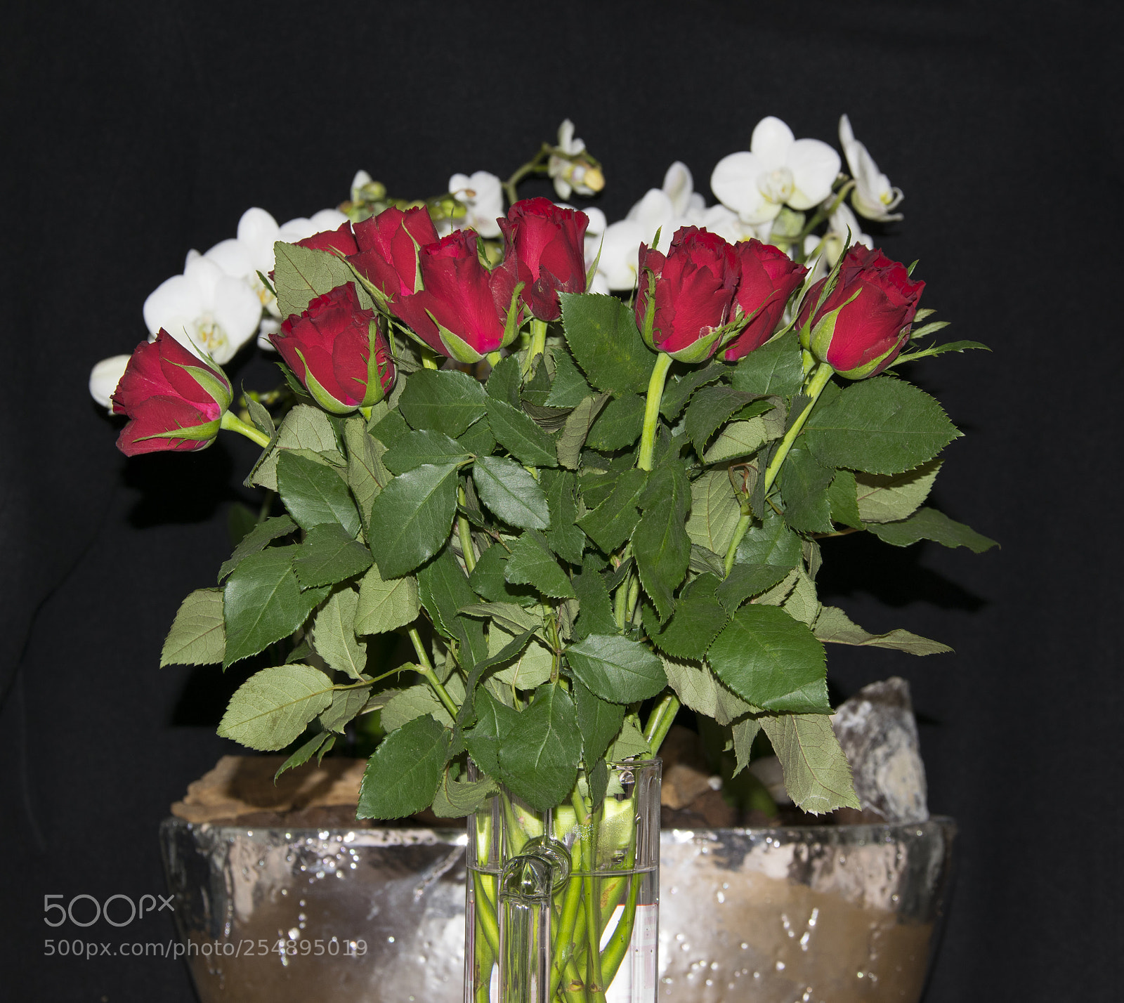 Nikon D5300 sample photo. Red rose photography