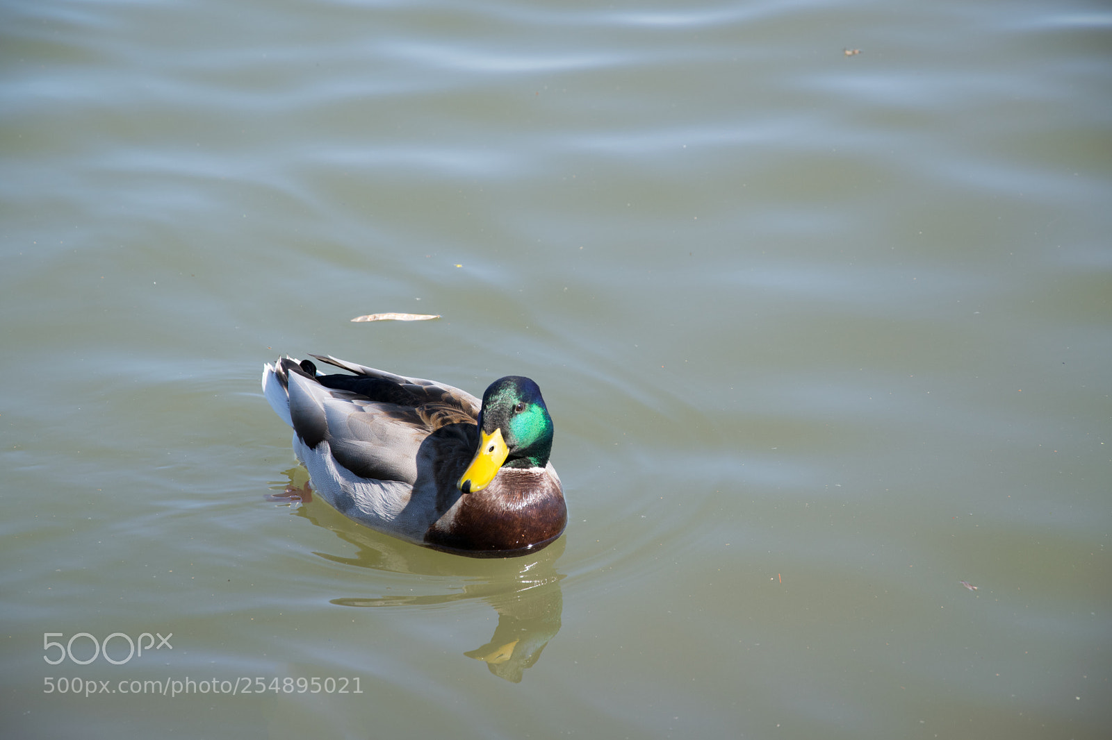 Nikon D5300 sample photo. Duck in the river photography