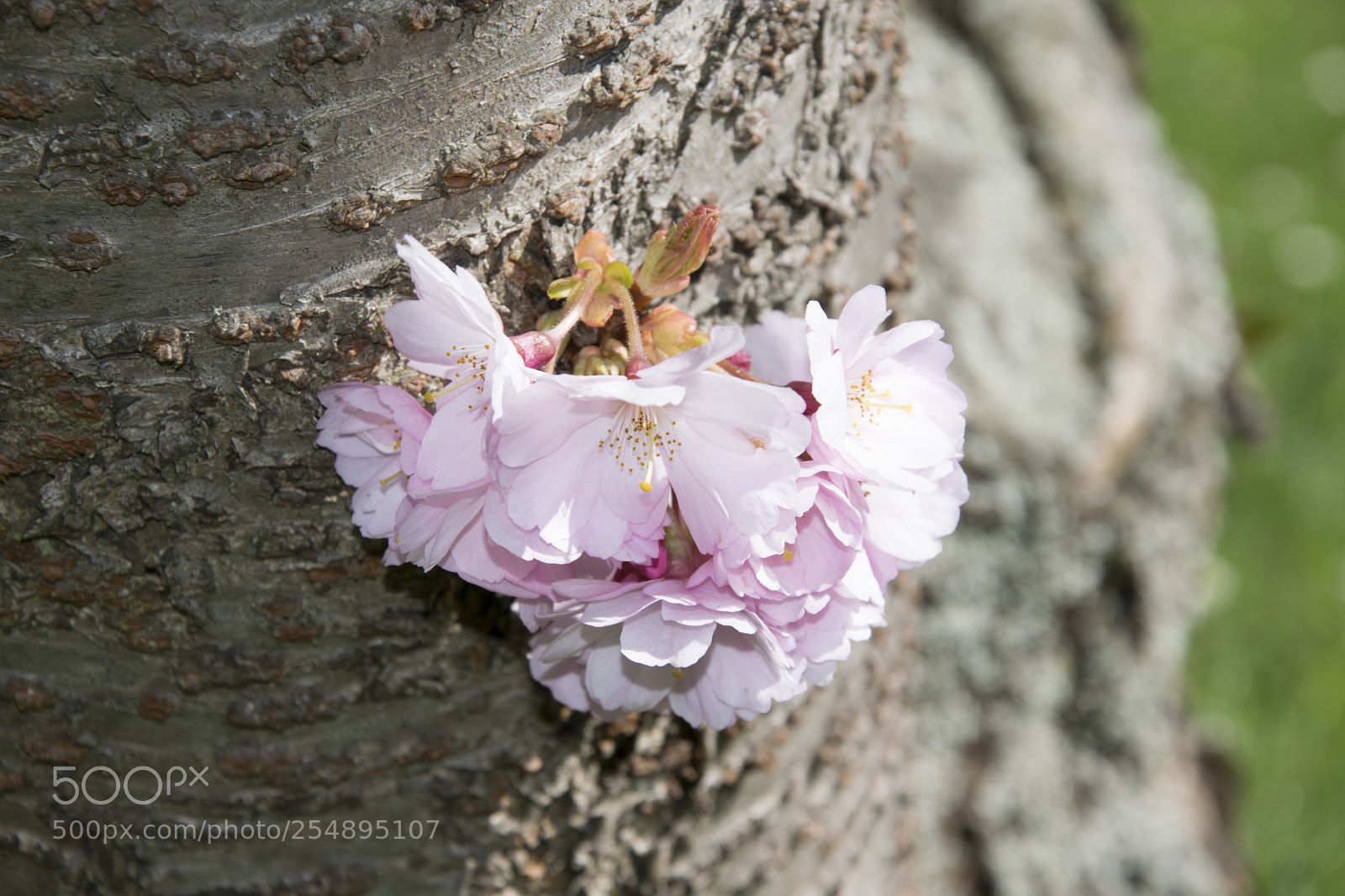 Nikon D5300 sample photo. Pink flower photography