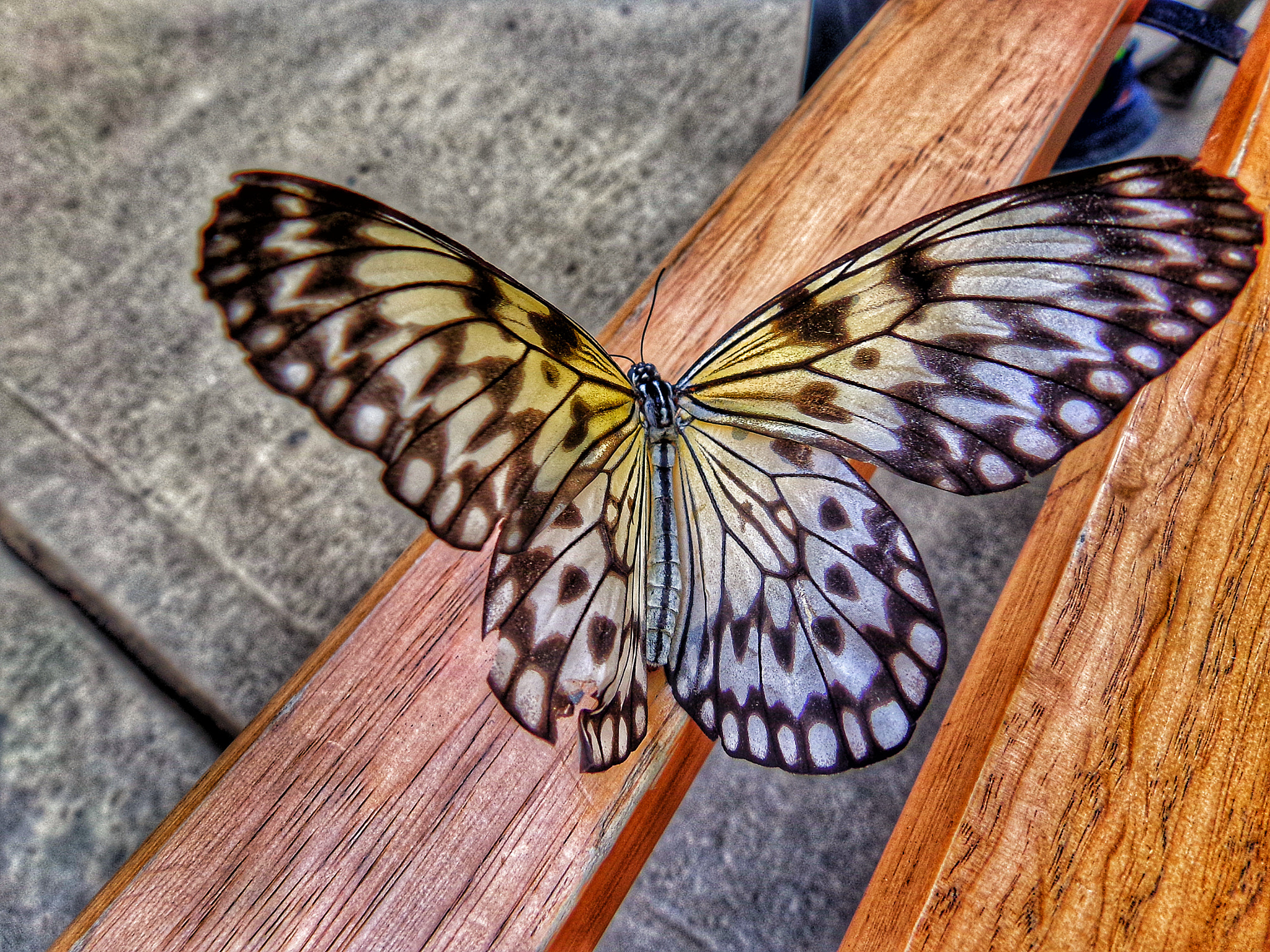 Kodak PIXPRO AZ501 sample photo. Butterfly photography