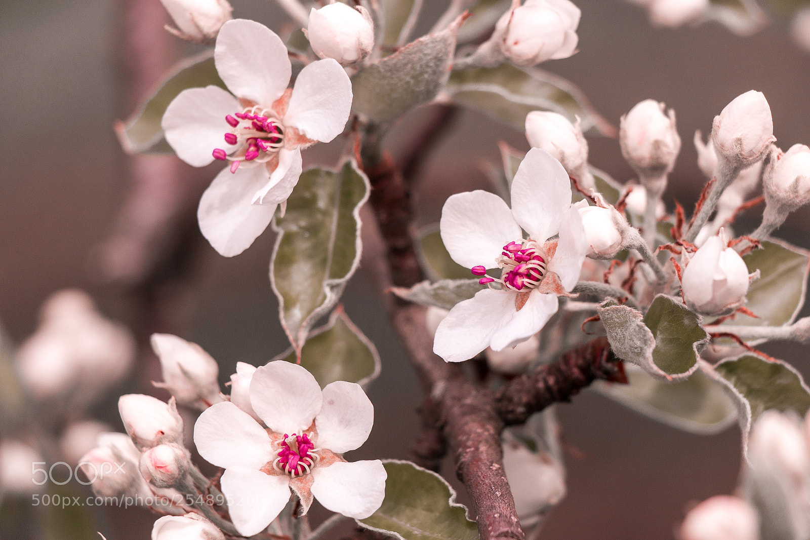 Canon EOS 70D sample photo. Apple blossom photography