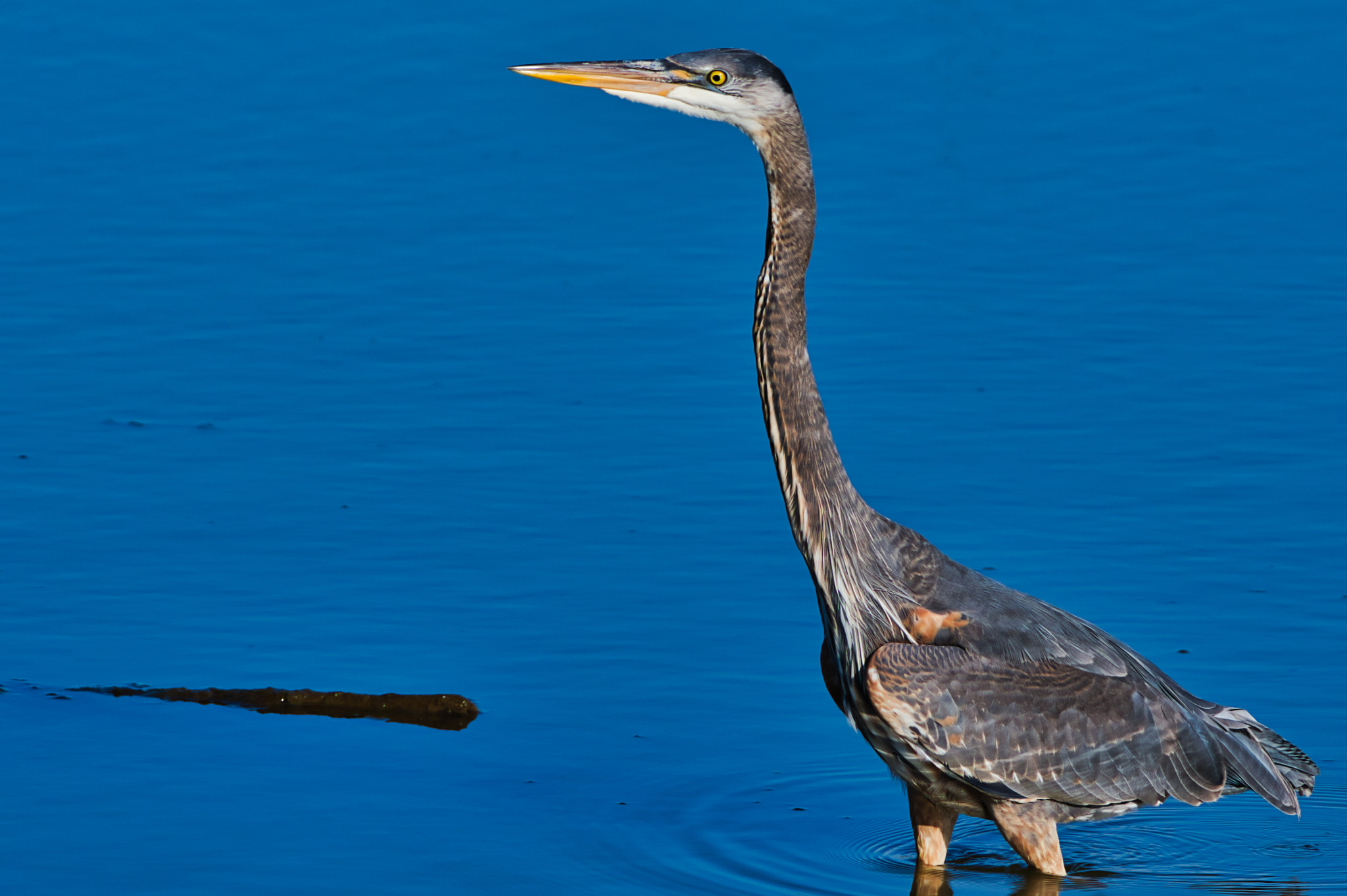 Nikon AF-S Nikkor 200-500mm F5.6E ED VR sample photo. Great blue heron photography