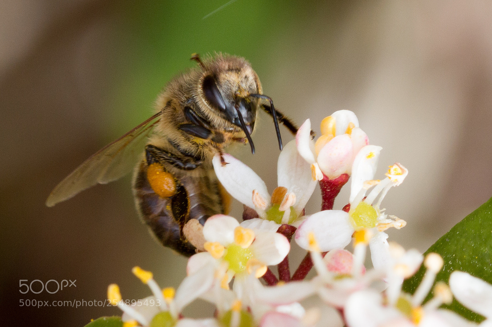 Canon EOS 70D sample photo. Bee or not to photography