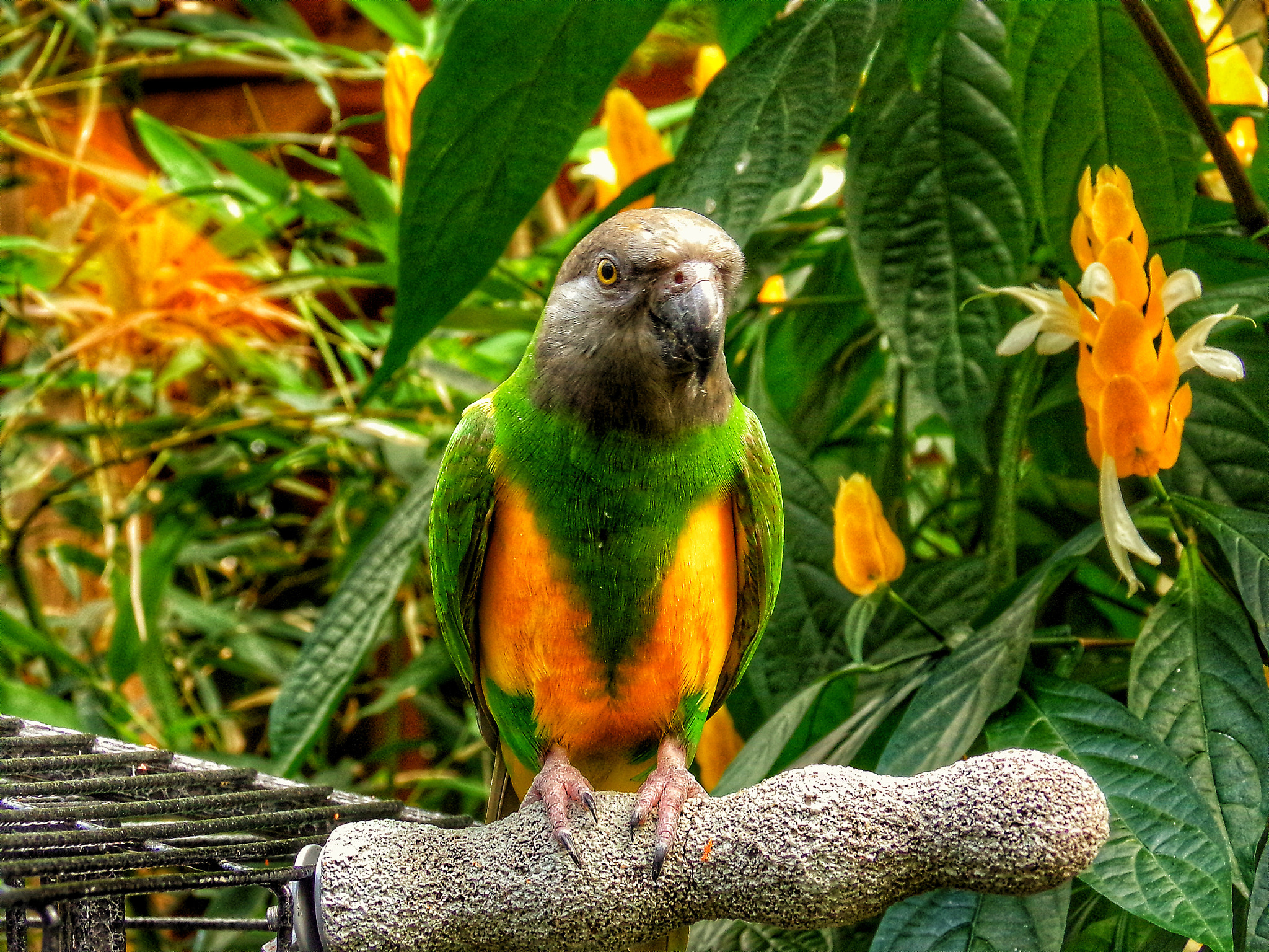 Kodak PIXPRO AZ501 sample photo. Colorful bird photography
