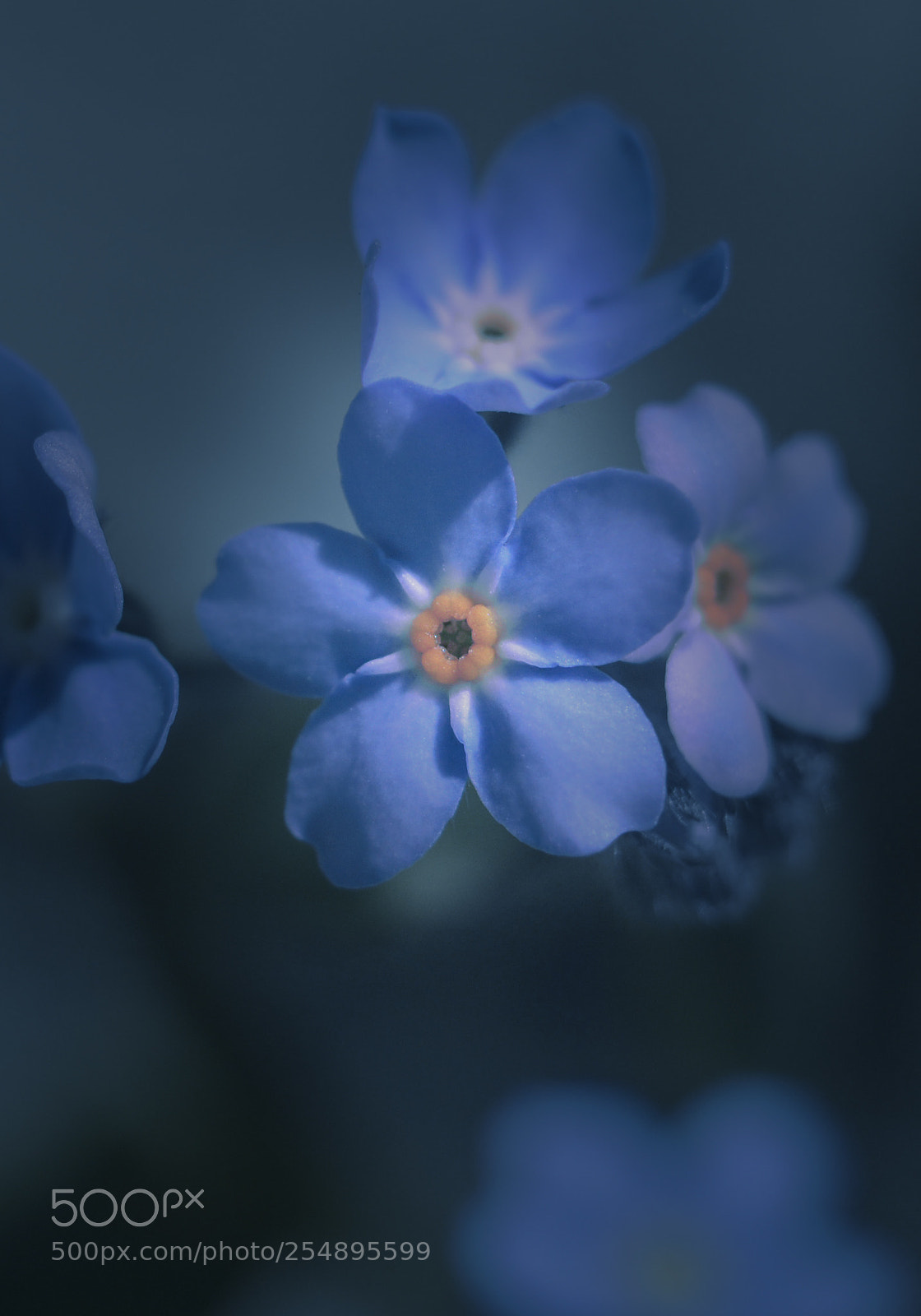 Nikon D610 sample photo. Springtime photography