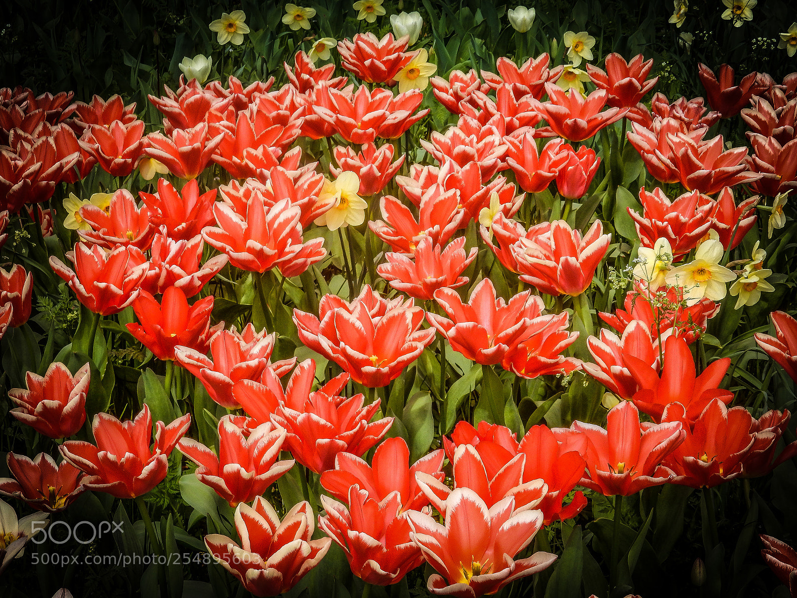 Nikon Coolpix S9900 sample photo. Red flower field... photography