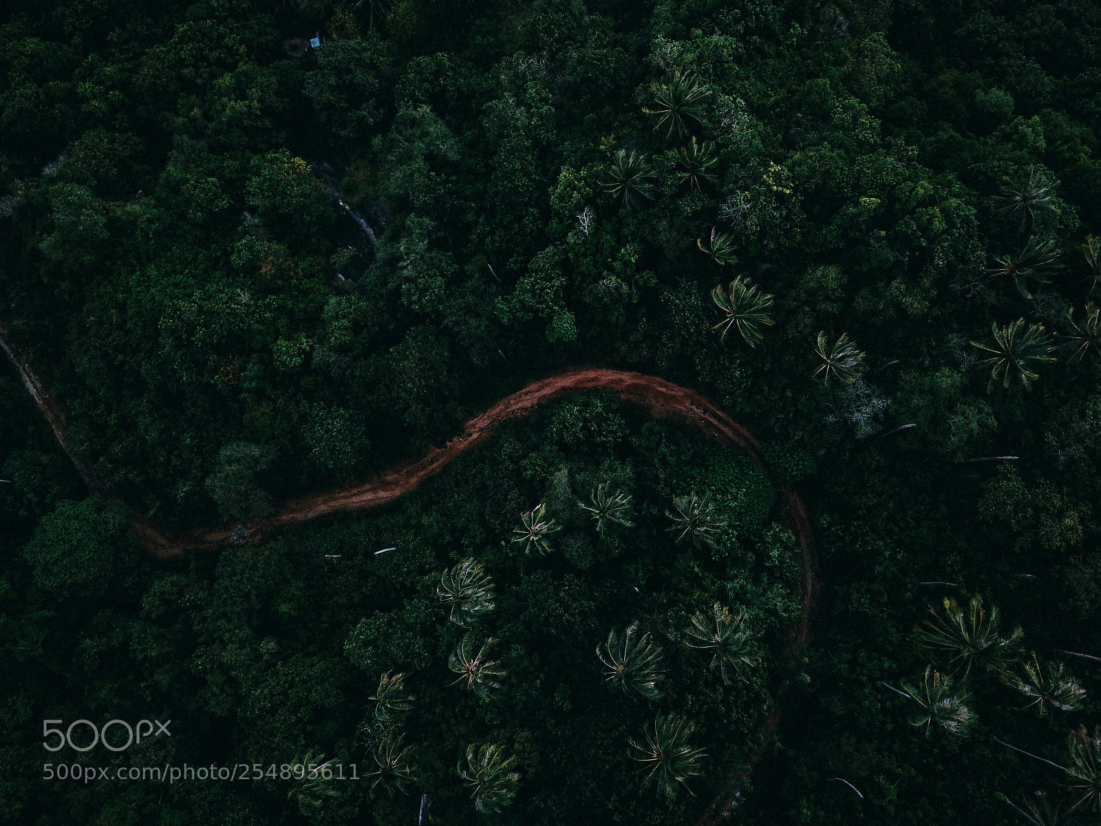 DJI FC220 sample photo. Forest photography