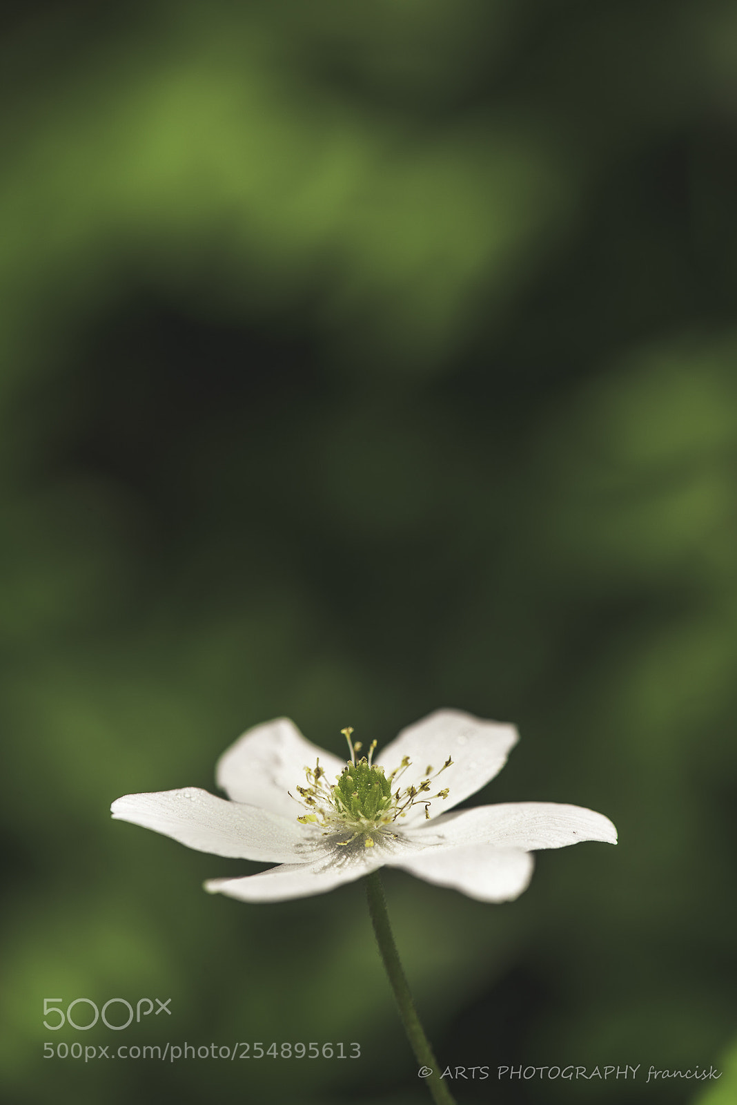 Nikon D810 sample photo. Natural photography