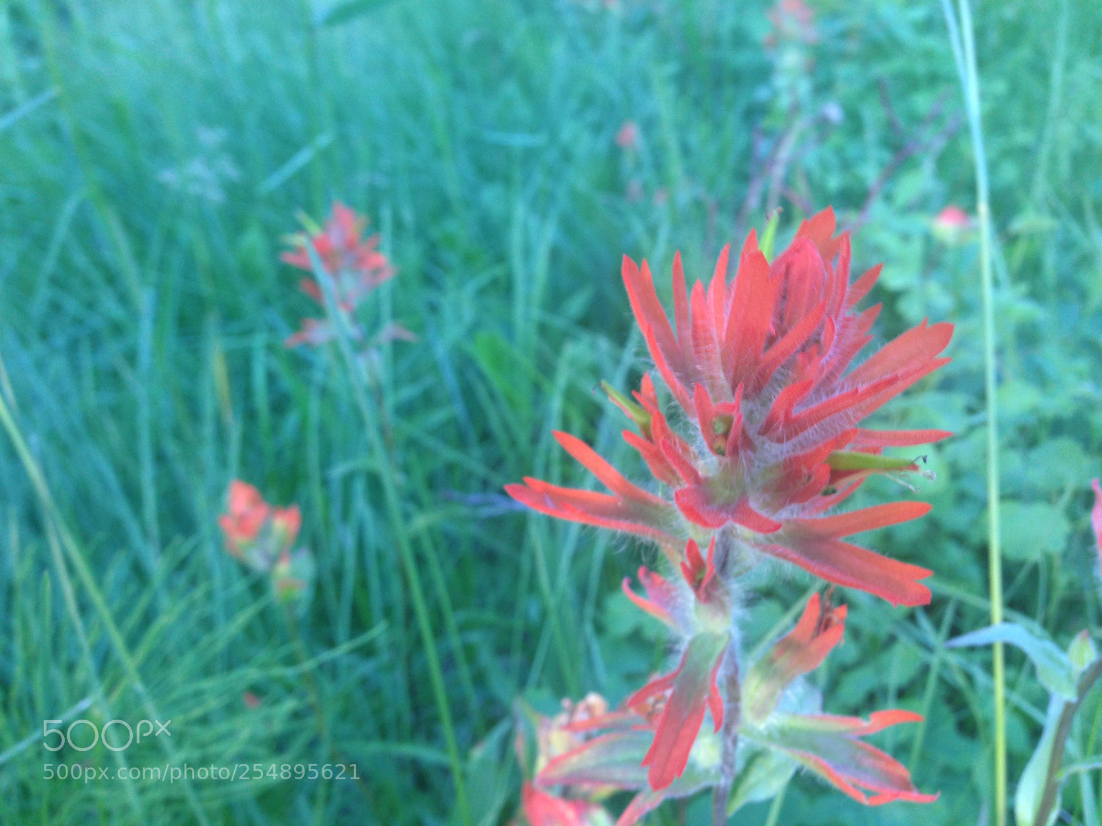 Apple iPhone 5 sample photo. Natural pastel flower photography