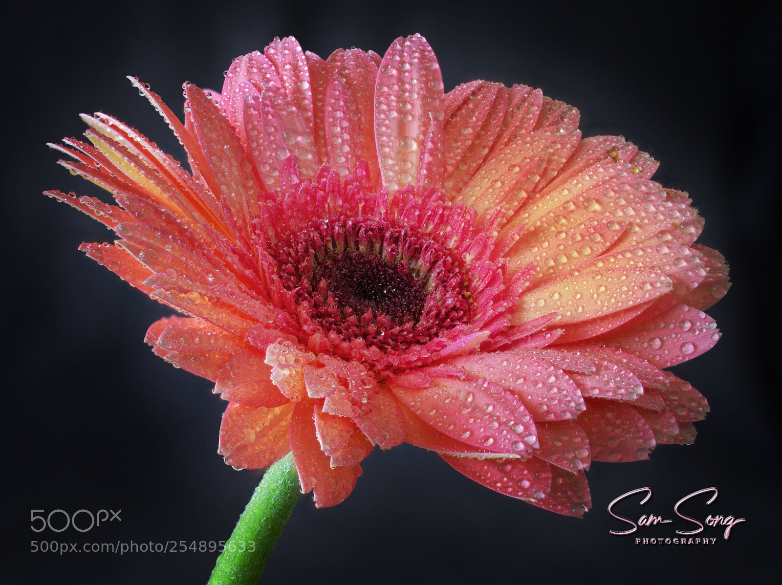Olympus OM-D E-M10 III sample photo. Gerbera with water droplets photography