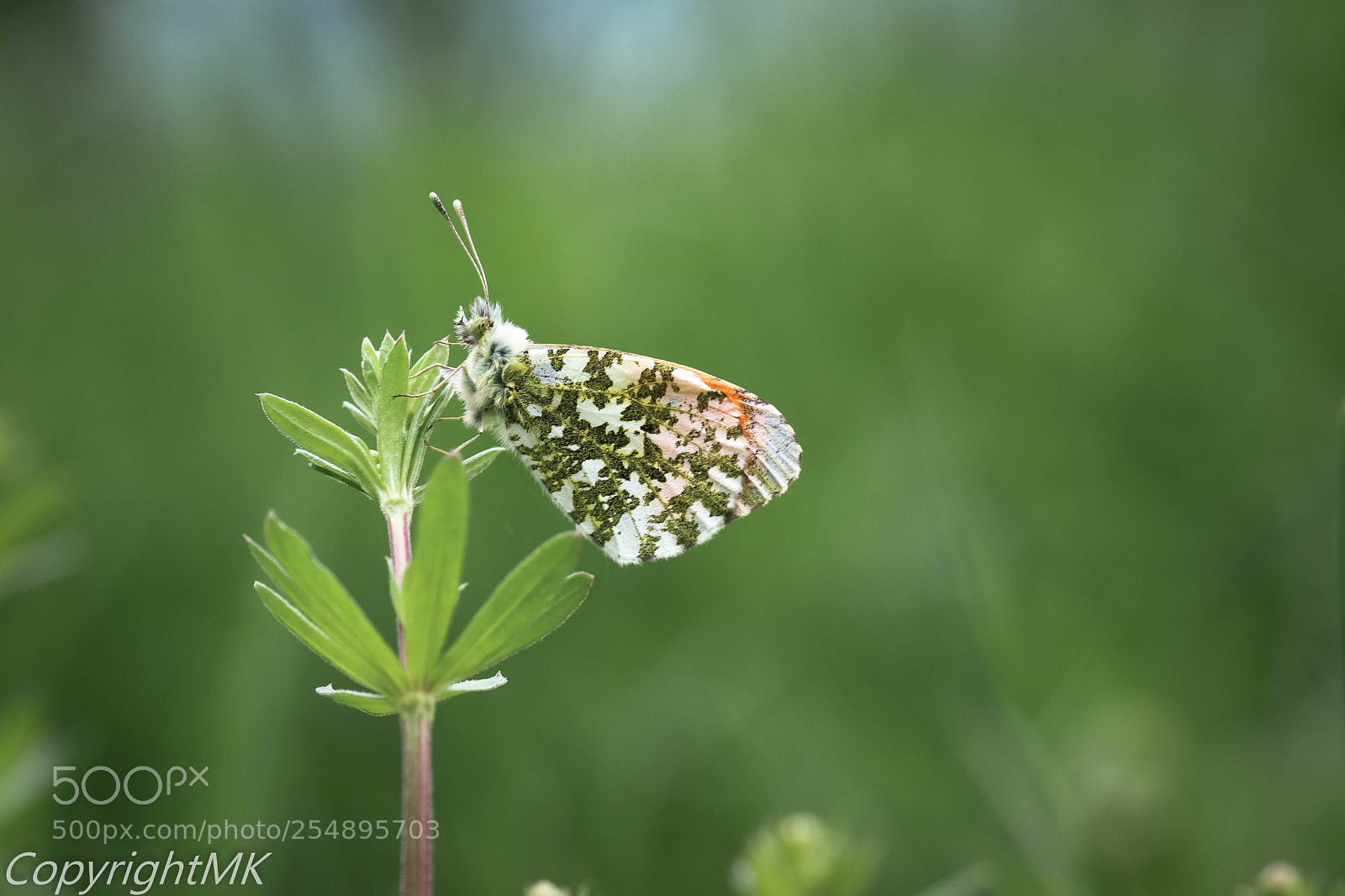 Canon EOS M3 sample photo. Butterfly photography