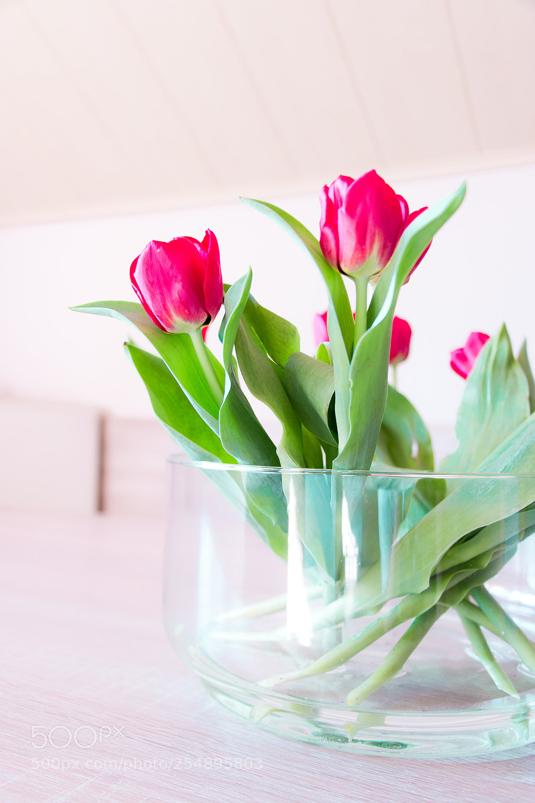 Canon EOS 70D sample photo. Red tulip photography