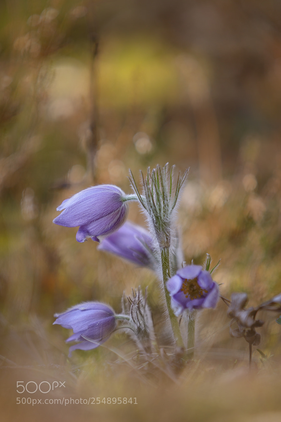 Canon EOS 5D Mark IV sample photo. Pasqueflowers photography