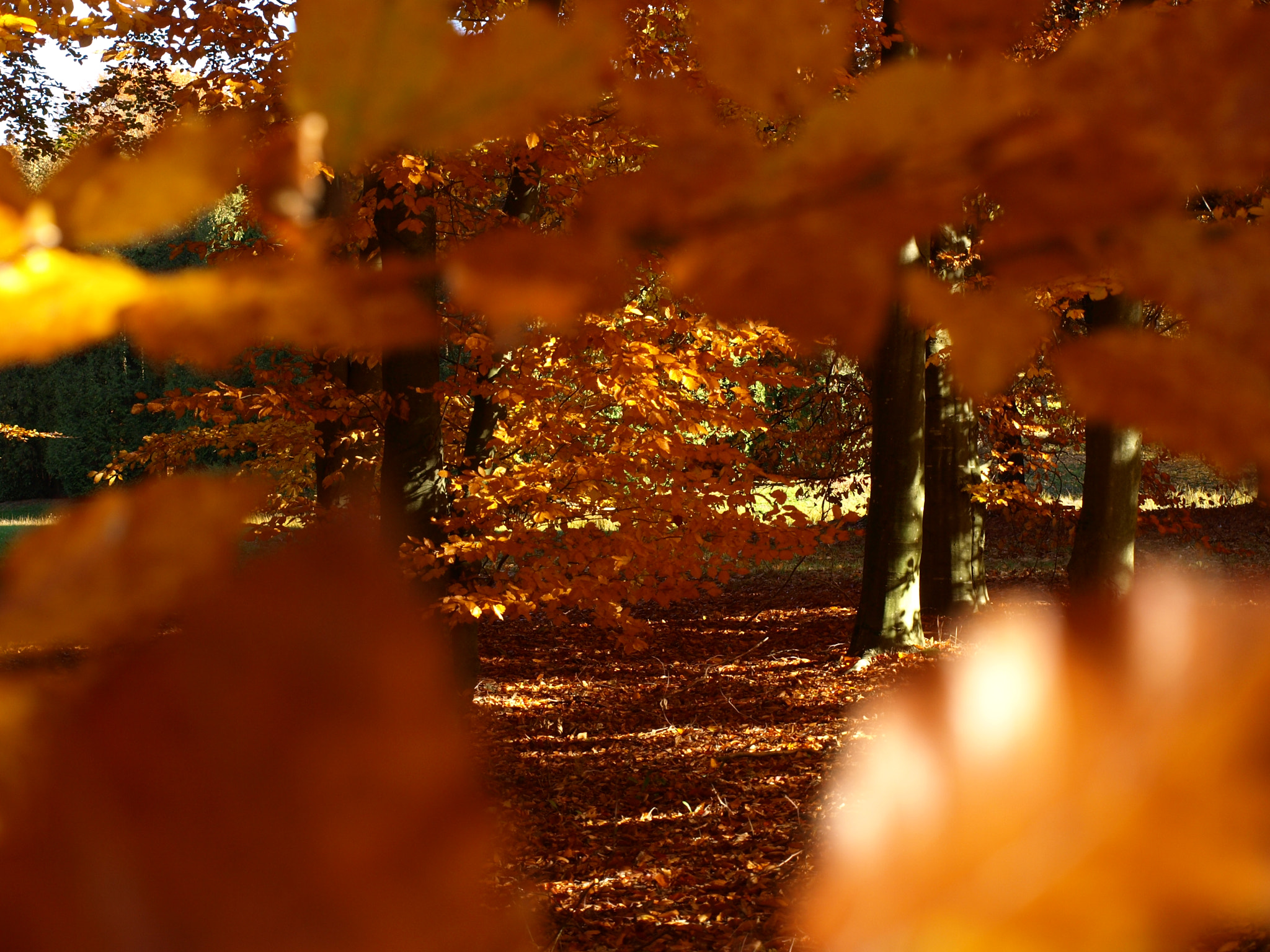 Olympus E-410 (EVOLT E-410) sample photo. Golden autumn photography