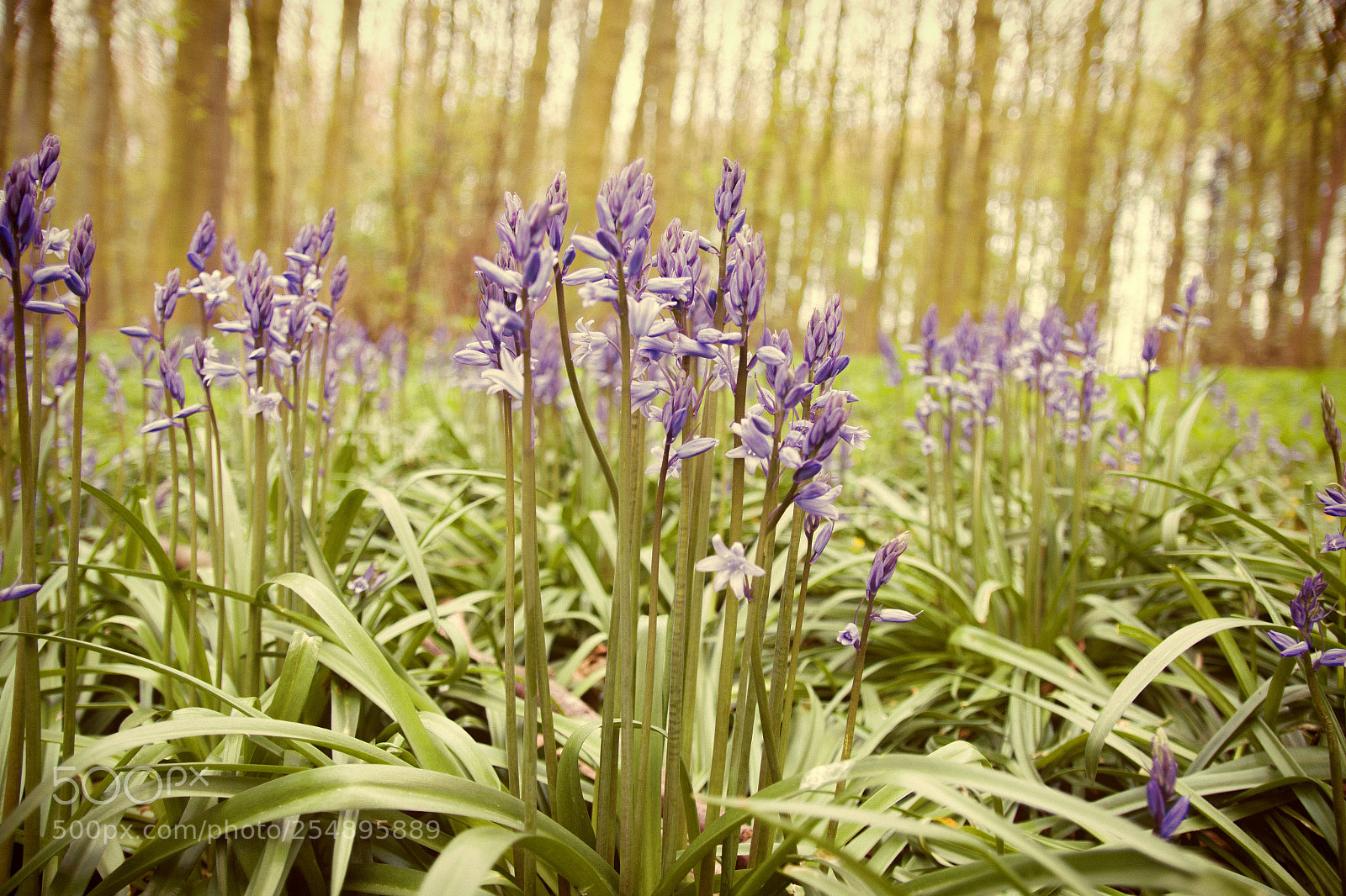 Canon EOS 70D sample photo. Purple emotion photography