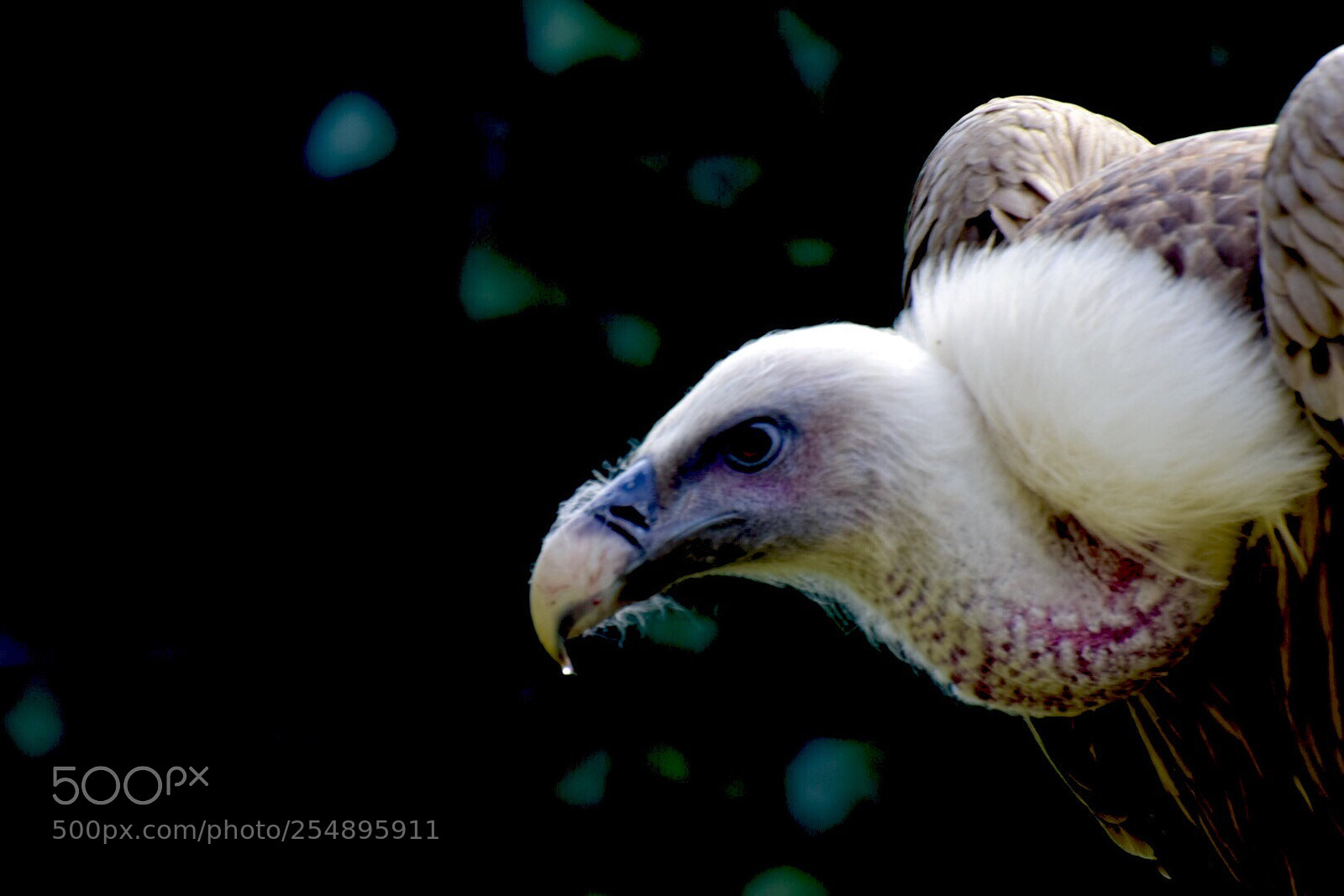 Nikon D5300 sample photo. Griffon vulture photography