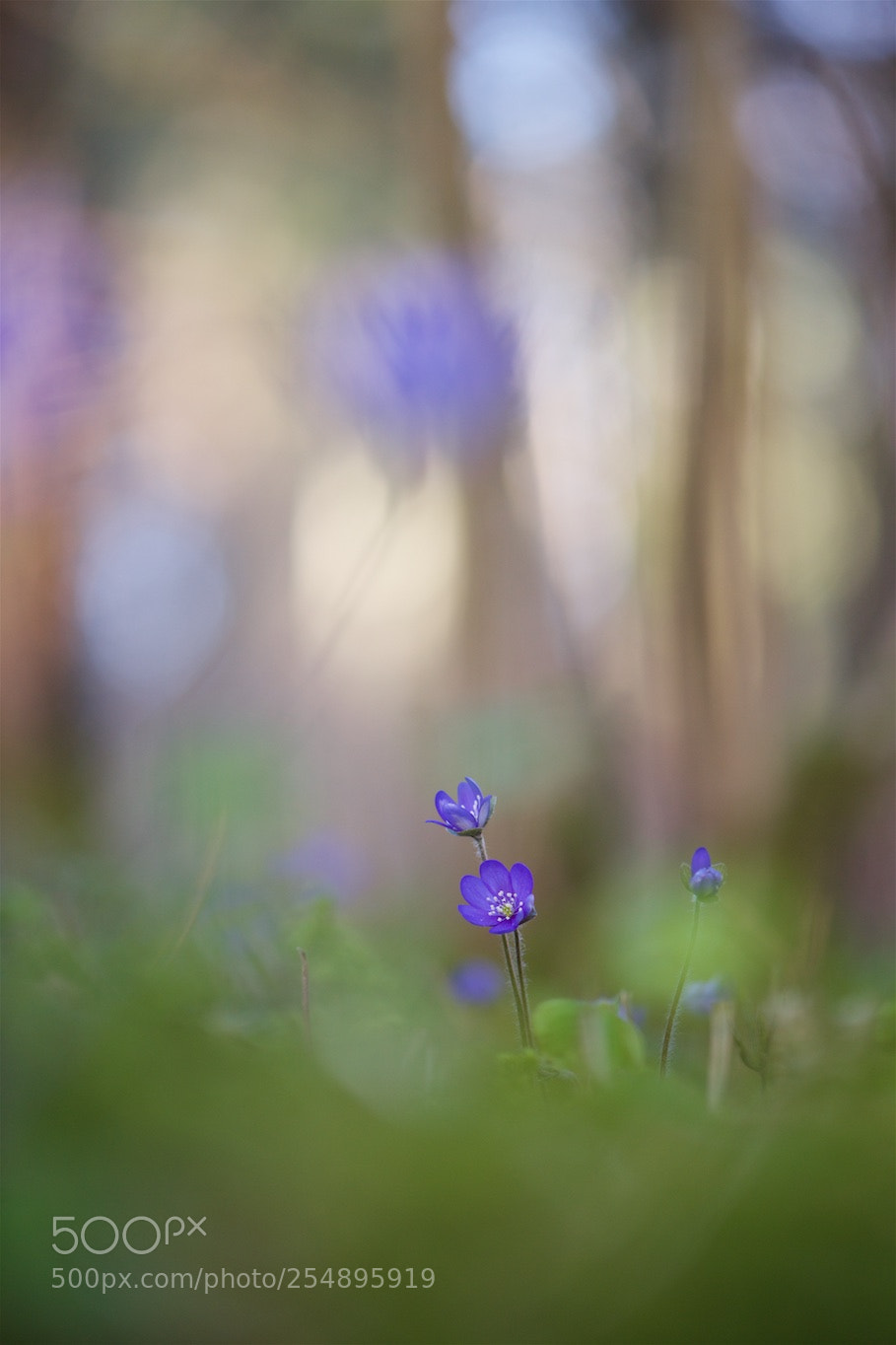 Nikon D810 sample photo. Fragile ones... photography