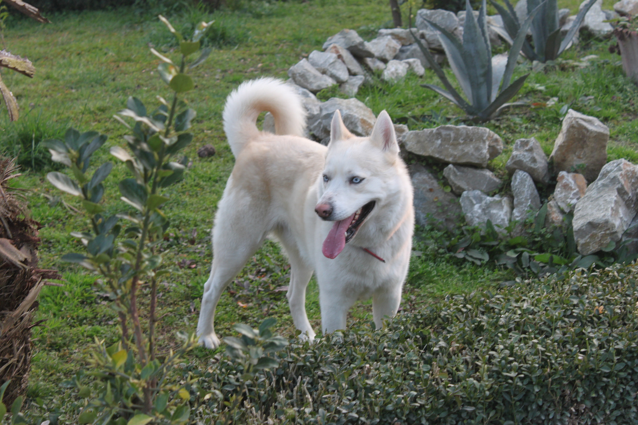 Canon EF-S 18-55mm F3.5-5.6 IS sample photo. Prince photography