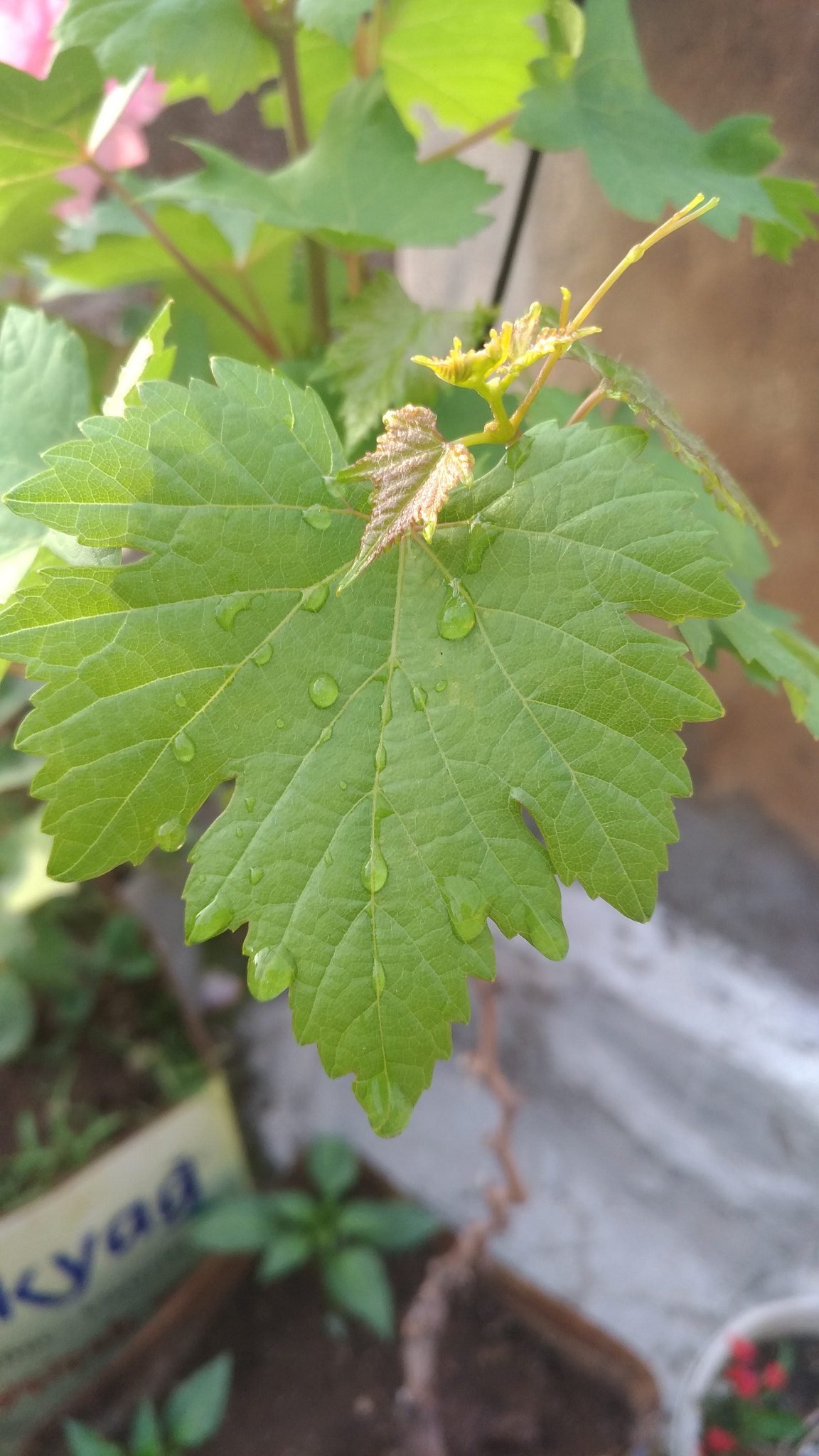 ASUS ZenFone 3 (ZE552KL) sample photo