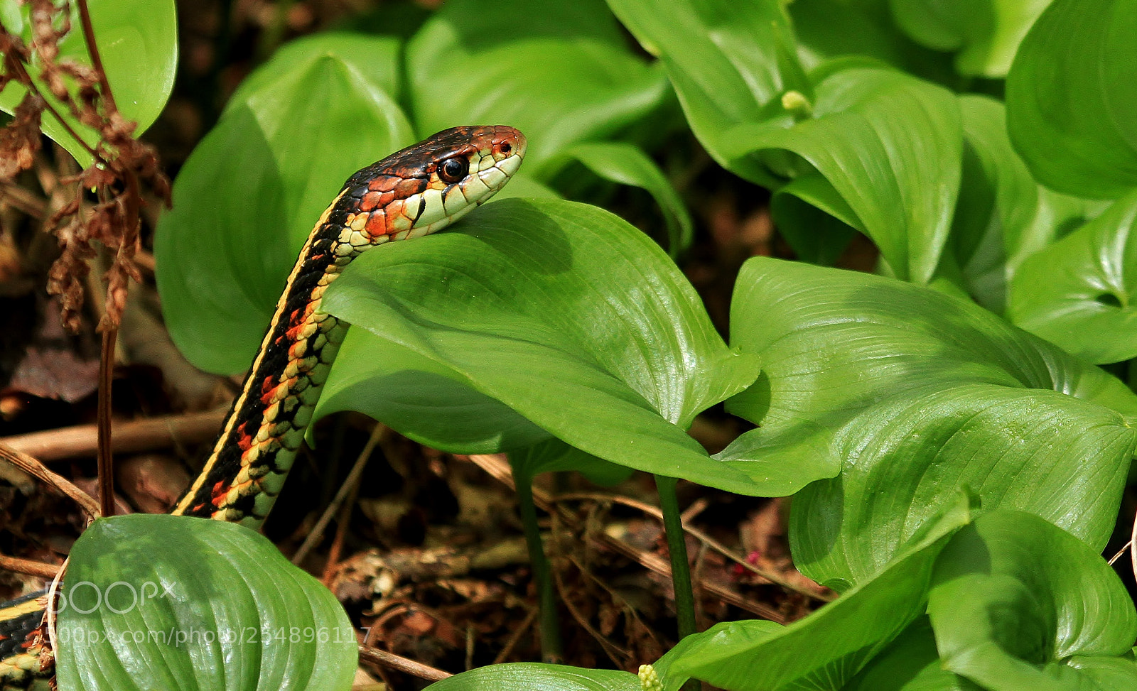 Canon EOS 7D sample photo. Reptilian photography