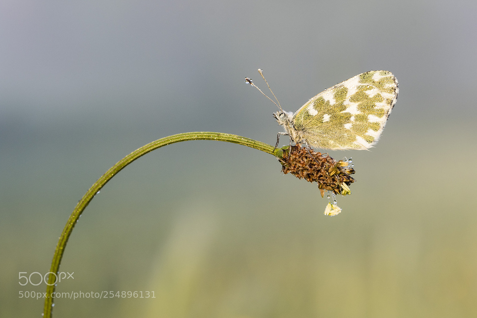 Canon EOS 7D Mark II sample photo. Butterfly photography