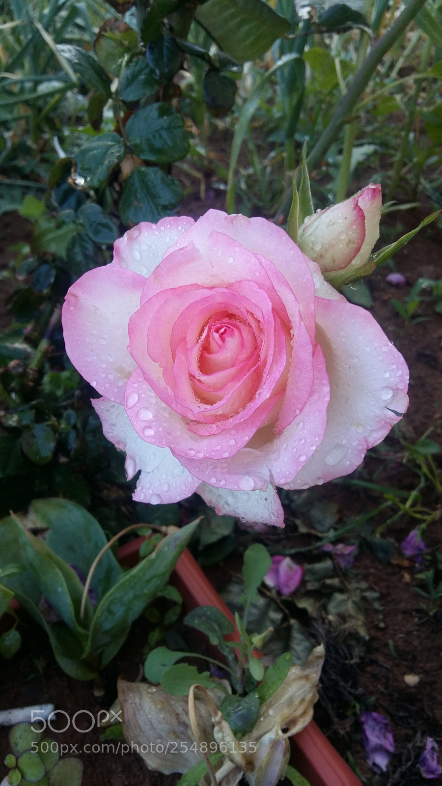 Samsung Galaxy A5 sample photo. New rose photography