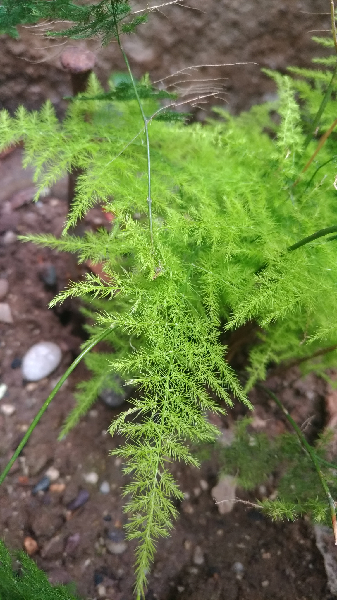 ASUS ZenFone 3 (ZE552KL) sample photo