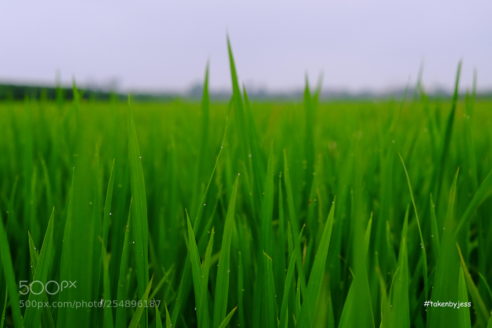 Fujifilm X-E2 sample photo. Early morning photography