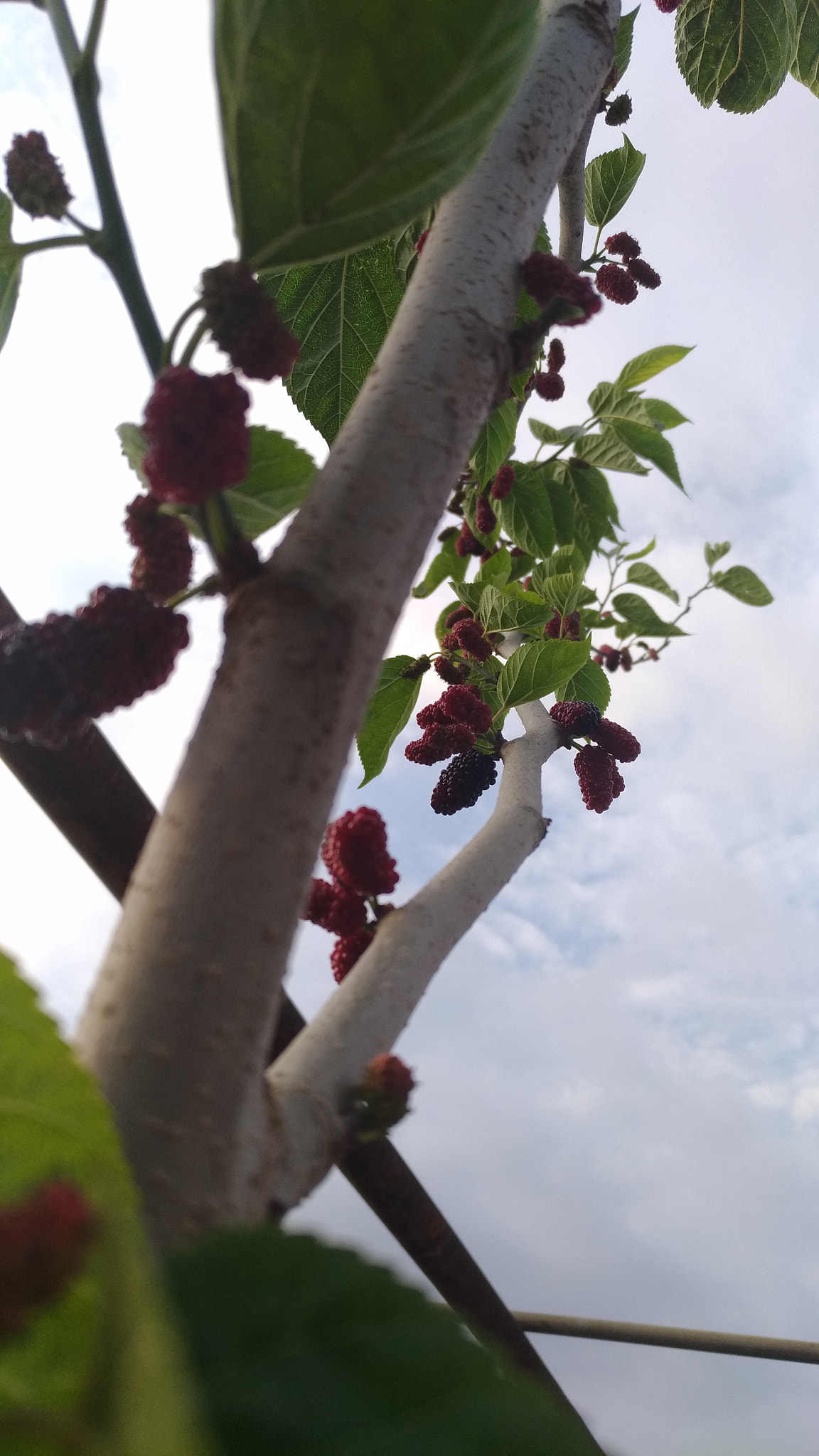 ASUS ZenFone 3 (ZE552KL) sample photo