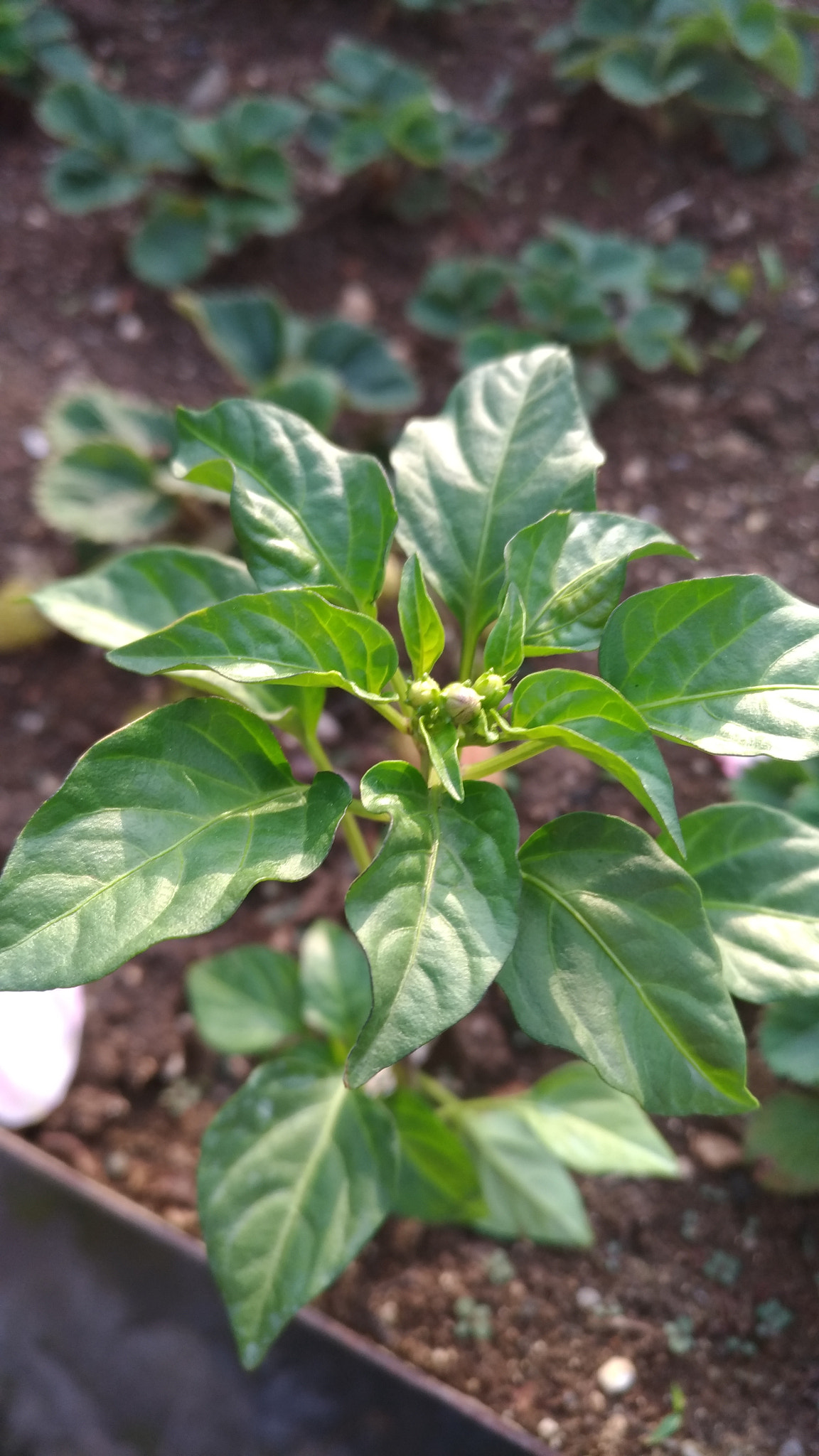ASUS ZenFone 3 (ZE552KL) sample photo